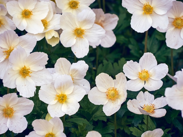 Anemonenblüten im Garten.