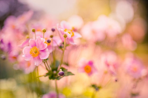 Anemonenblume während des Herbstsonnenuntergangs. Romantischer Blumengarten, Nahaufnahme, Zartheit und Weichheit der Natur
