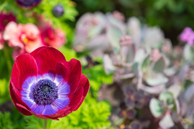 Foto anemonenblume