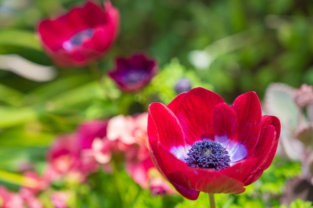 Anemonenblume