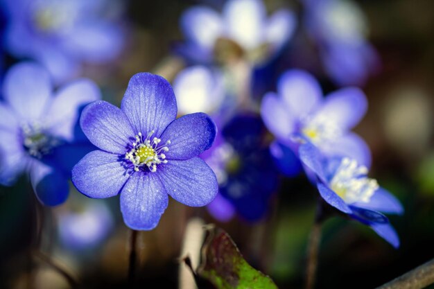 Anemonoides blanda syn Anemone blanda la anémona balcánica windflower cerrar el enfoque selectivo