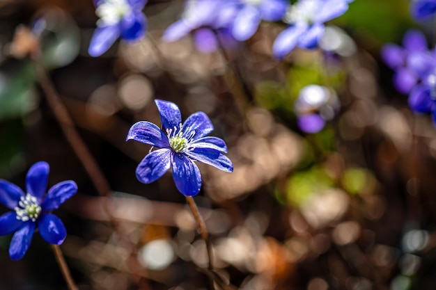 Anemonoides blanda syn Anemone blanda die Balkan-Anemone Windblume Nahaufnahme selektiver Fokus