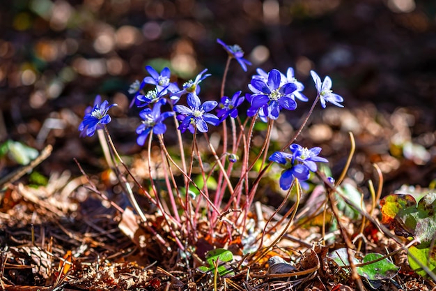 Foto anemonoides blanda syn anemone blanda die balkan-anemone windblume nahaufnahme selektiver fokus