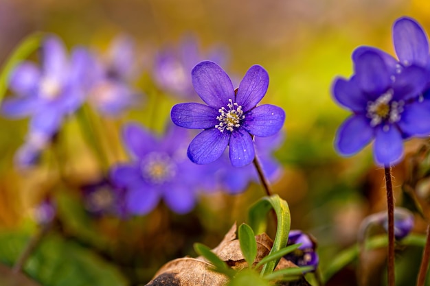 Anemonoides blanda syn Anemone blanda o windflower da anêmona dos Balcãs fecha o foco seletivo