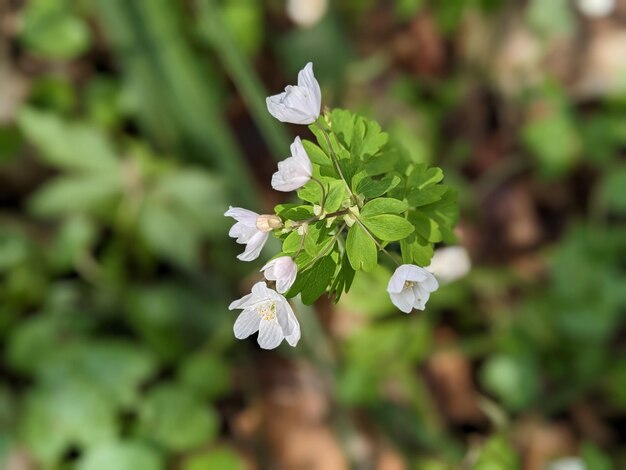 Anemonoides nemorosa lat flor aislada