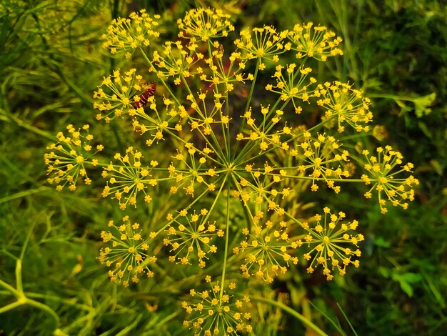 Foto anethum gravelolens