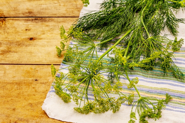 Aneto jovem fresco, inflorescências e seus verdes. Ingrediente tradicional para cozinhar