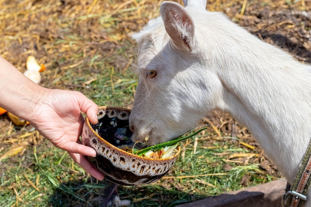 Foto la anfitriona alimenta a una cabra de un plato. cuidando a los animales