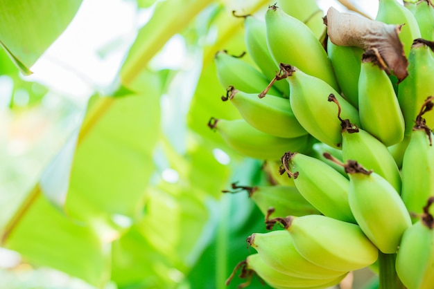 Angebaute Banane, frische grüne rohe Banane auf dem Baum.