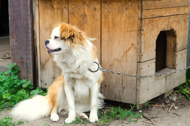 Angeketteter Hund