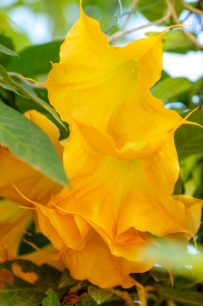 Foto angel's trumpet amarelo datura flores grande em forma de sino contra o céu azul, foco seletivo. amarelo brugmansia suaveolens fecha flores em um jardim de verão. paisagem de verão ensolarado com flores.