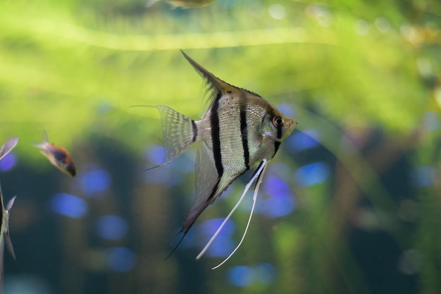 Angelfish Pterophyllum em um aquário com algas