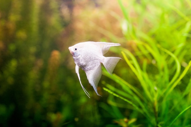 Angelfish Scalare schwimmen unter Wasser im frischen Aquarium. Hochauflösendes Foto.