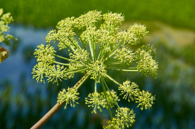 Angélica noruega, Angelica archangelica, planta bienal de la familia Apiaceae, una subespecie de la cual se cultiva por sus tallos y raíces comestibles de dulce aroma.