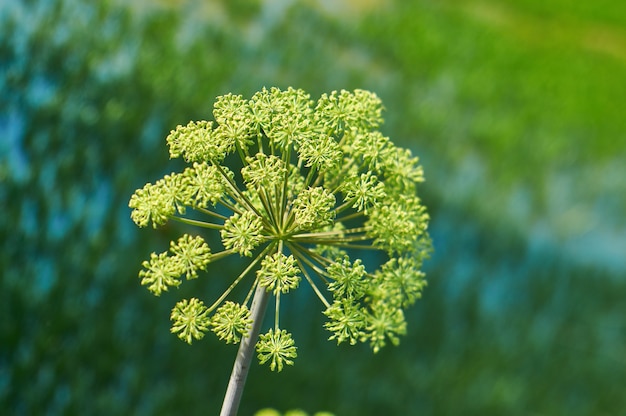 Angélica noruega, Angelica archangelica, planta bienal de la familia Apiaceae, una subespecie de la cual se cultiva por sus tallos y raíces comestibles de dulce aroma.