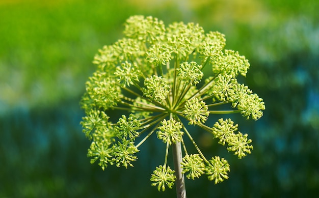 Angélica noruega, Angelica archangelica, planta bienal de la familia Apiaceae, una subespecie de la cual se cultiva por sus tallos y raíces comestibles de dulce aroma.