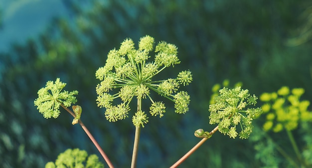 Angélica noruega, Angelica archangelica, planta bienal de la familia Apiaceae, una subespecie de la cual se cultiva por sus tallos y raíces comestibles de dulce aroma.