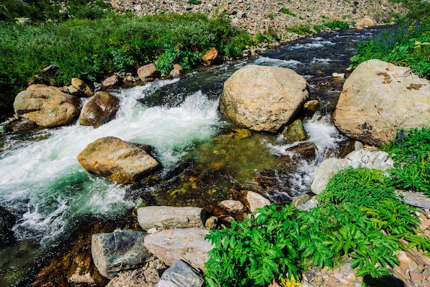 Angelika und andere reiche Vegetation wachsen entlang des Gebirgsbaches hautnah. Schneller Wasserstrom mit Steinen im Fluss zwischen grünem Gras und anderem Grün. Hochlandlandschaft mit Pflanzen des Altai.