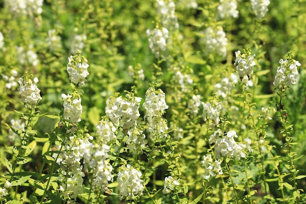 Angelonia o flor de ángel o flores de dragón de verano que florecen en el jardín