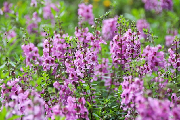 Angelonia salicariifolia, flor violeta rosa