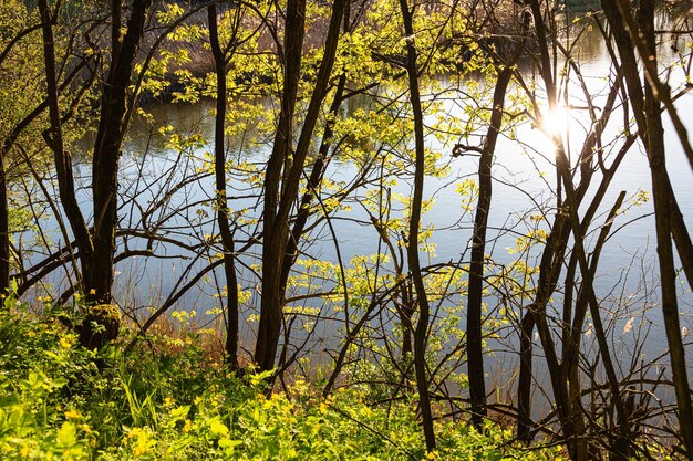 Angelteich im Wald