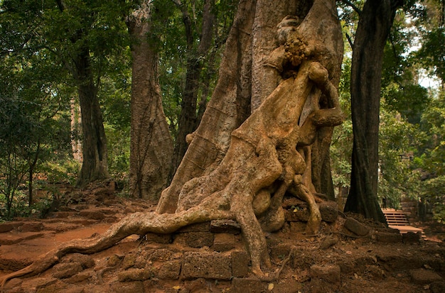 Angkor Wat es un enorme complejo de templos hindúes en Camboya