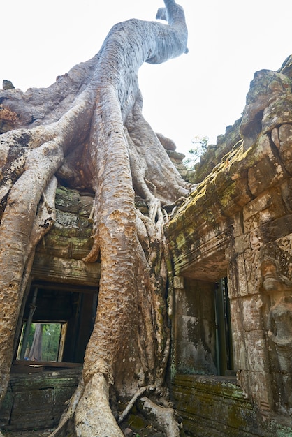 Angkor Wat Tempel und Bäume