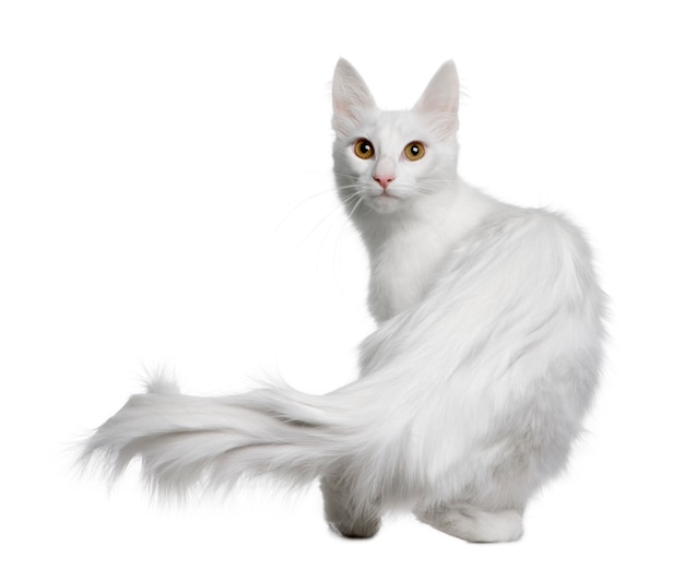 Angora turco