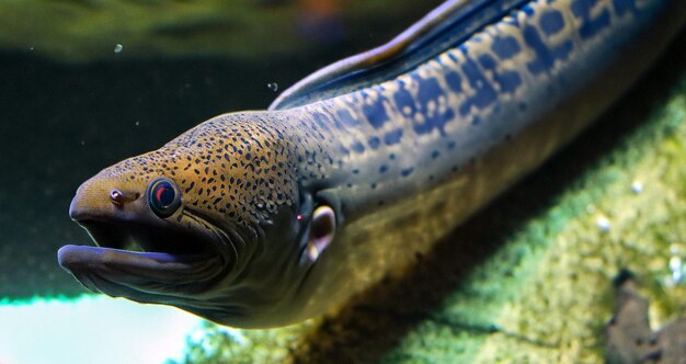 anguila amarilla mooray retrato de cerca en el acuario