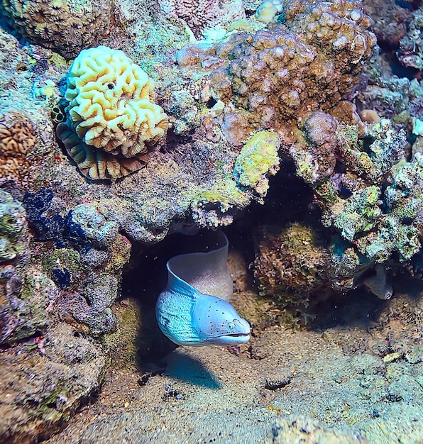 anguila moray bajo el agua, foto de la naturaleza marina depredadora de serpientes salvajes en el océano