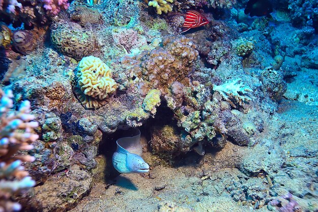 anguila moray bajo el agua, foto de la naturaleza marina depredadora de serpientes salvajes en el océano