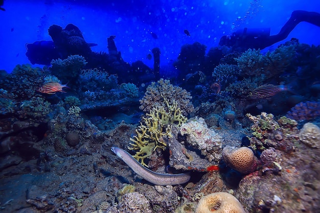 Foto anguila moray bajo el agua, foto de la naturaleza marina depredadora de serpientes salvajes en el océano