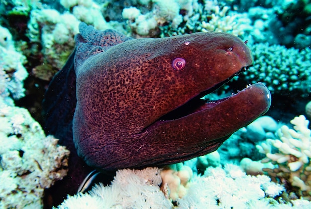 Foto anguila moray en el mar rojo, egipto