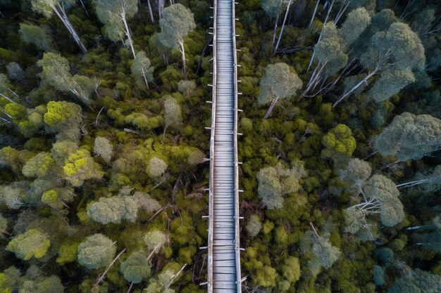 Foto Ángulo alto vertical de um caminho em uma floresta