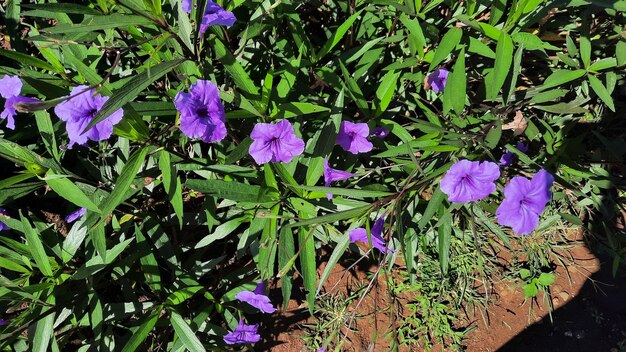 Ângulo superior, arbusto com flores roxas