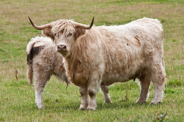 Angus bezerro com sua mãe, escócia, sutherland