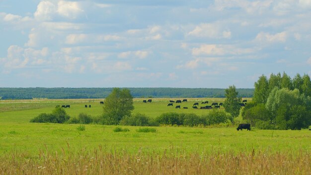 Angus preto no verão horizonte de prado verde com nuvens brancas fofinhas em um céu azul