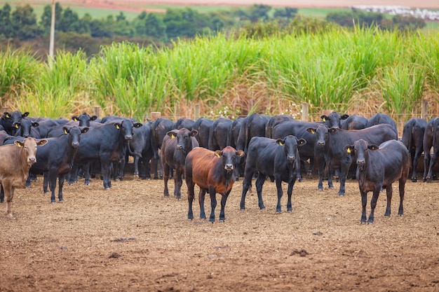 Angus-Rinderherde auf Futterplatz in Brasiliens Land