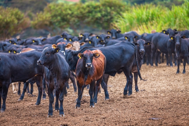 Angus-Rinderherde auf Futterplatz in Brasiliens Land