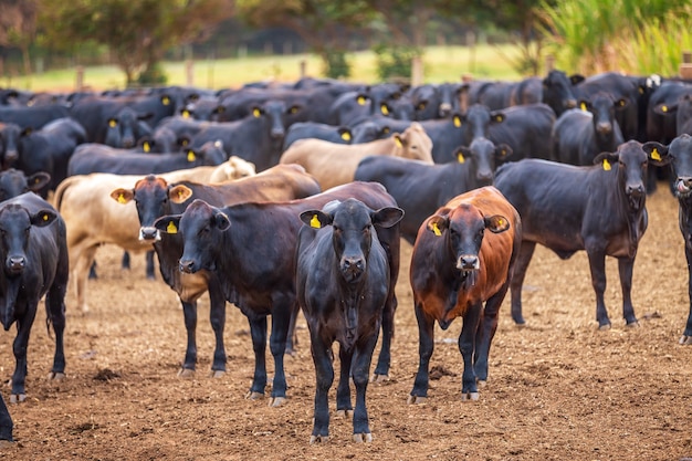Angus-Rinderherde auf Futterplatz in Brasiliens Land