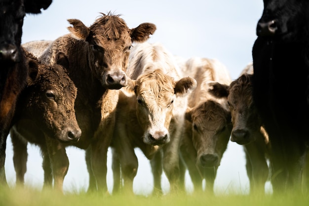 Angus wagyu y murray grey toros y vacas alimentadas con pasto en una colina en Australia