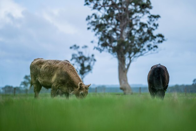 Angus wagyu y murray grey toros y vacas alimentadas con pasto en una colina en Australia