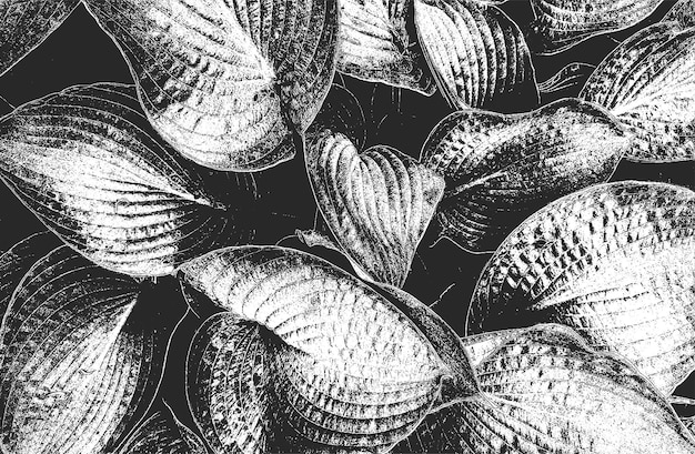 Angustiado superposición de hoja de madera macro textura con rayas grunge fondo blanco y negro