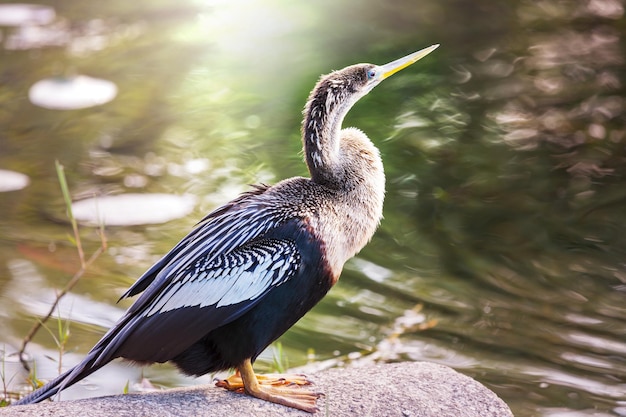 El anhinga