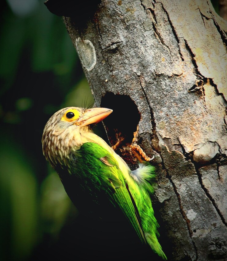 Foto anidación del pájaro barbetado en verano