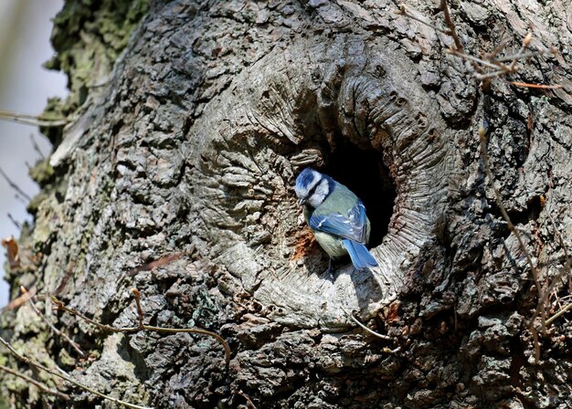 Anidando herrerillos en el bosque