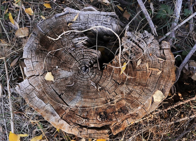 Anillo de árbol textura de fondo abstracto Textura orgánica natural con superficie agrietada y áspera