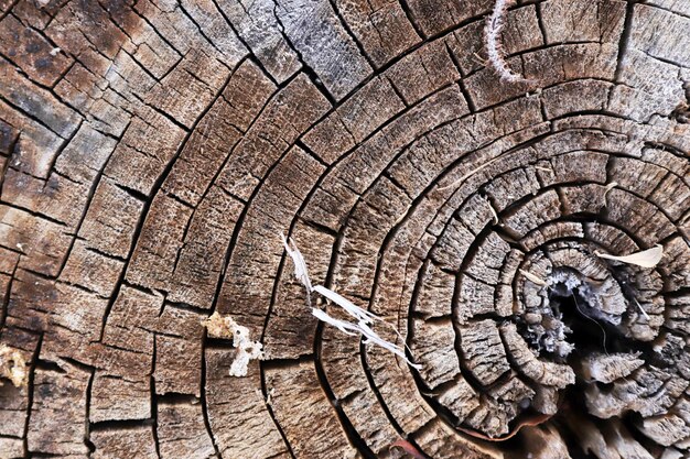 Foto anillo de árbol textura de fondo abstracto textura orgánica natural con superficie agrietada y áspera