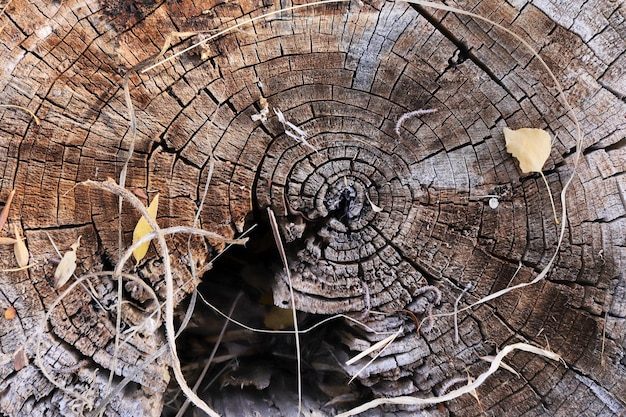 Anillo de árbol textura de fondo abstracto Textura orgánica natural con superficie agrietada y áspera