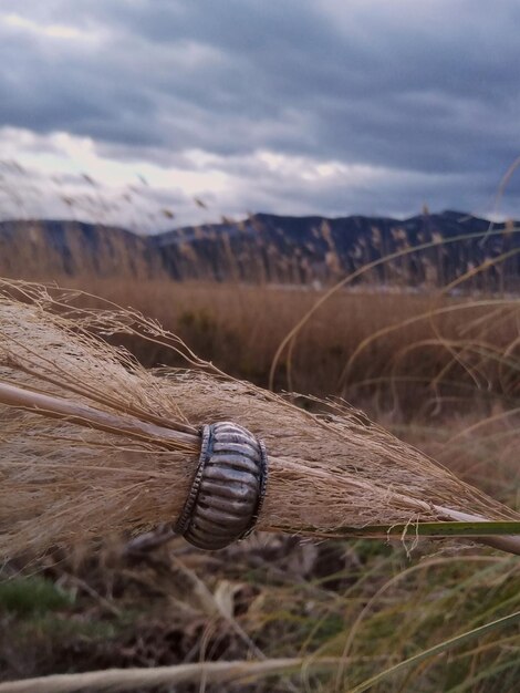 Foto anillo de paladio em higrofito gramineas humedal